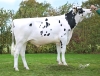 DOSE TAUREAU POLIBAY - NFR5344217130 - 6695797