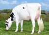 DOSE TAUREAU POLIBAY - NFR5344217130 - 6695797