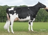 DOSE TAUREAU SURIBAY P - NFR5344217393 - 6698771