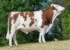 DOSE TAUREAU ROYCO - NFR5346121805 - 4698296