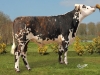 DOSE TAUREAU JEONIX - NFR5346320224 - 5688138