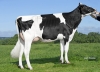 DOSE TAUREAU RADIENT - NFR5348225835 - 6696814