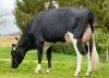 DOSE TAUREAU TRILENT - NFR5348226020 - 66A0742