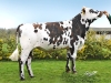DOSE TAUREAU NACARAT - NFR5350560077 - 5692975