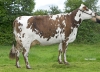 DOSE TAUREAU ISTAMBULL - NFR5352378759 - 5685416