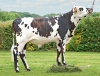 DOSE TAUREAU UPPERCUT - NFR5356431943 - 56A2432