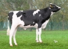 DOSE TAUREAU VUURBAL  - NFR5356775572 - 66A4595