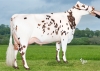 DOSE TAUREAU NOCTUS - NFR5357027787 - 5692976