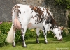 DOSE SEXEE FEM 90 TAUREAU ORIGAMI - XFR5357027868 - 5694910