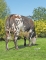DOSE TAUREAU O REGANS - NFR5360042713 - 5694911