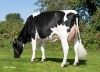 DOSE TAUREAU JUBILEE - NFR5363608880 - 6687674