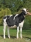 DOSE TAUREAU LIVEBOX - NFR5367323124 - 6689391