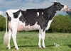 DOSE TAUREAU OKOCHA - NFR5367323203 - 6692897