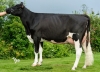 DOSE TAUREAU JAIKO RED - NFR5367417276 - 6687559