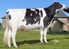 DOSE TAUREAU SORRY P - NFR5368969709 - 6697640