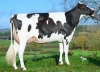 DOSE TAUREAU SORRY P - NFR5368969709 - 6697640