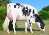 DOSE TAUREAU SORRY P - NFR5368969709 - 6697640