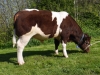 DOSE SEXEE MALE 90 TAUREAU PAPILLON - YFR5369399736 - 4196360