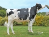 DOSE TAUREAU OLYSTIC P - NFR5370423064 - 6694738