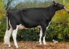DOSE TAUREAU NUMBER - NFR5371889343 - 6692278