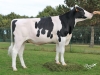 DOSE TAUREAU NUMBER - NFR5371889343 - 6692278