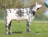 DOSE TAUREAU SPARTACUS - NFR5378928365 - 5698554