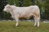 DOSE TAUREAU LEMON P - NFR5379327257 - 3890873