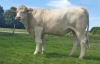 DOSE TAUREAU LEMON P - NFR5379327257 - 3890873