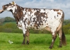 DOSE TAUREAU MONTFORT - NFR5380803345 - 5691608
