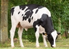 DOSE TAUREAU PRETTY PP - NFR5502586583 - 6695527