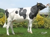 DOSE TAUREAU MADNESS - NFR5610002579 - 6691320