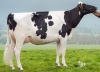 DOSE TAUREAU MADNESS - NFR5610002579 - 6691320