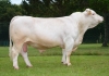 DOSE TAUREAU ISIGNY - NFR5611071946 - 3887393