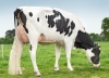 DOSE TAUREAU OFFREDO - NFR5613144227 - 6694533
