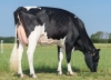 DOSE TAUREAU OFFREDO - NFR5613144227 - 6694533