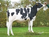 DOSE SEXEE FEM 90 TAUREAU PRODIGY - XFR5615892929 - 6695957