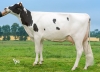 DOSE TAUREAU LIFTING - NFR5619462877 - 6688751