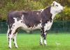 DOSE TAUREAU VARNUM - NFR5620100836 - 56A4192