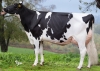 DOSE TAUREAU ORADE - NFR5625554143 - 6695026