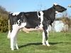 DOSE TAUREAU PELFORTH - NFR5625554220 - 6696169