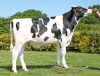 DOSE TAUREAU RIZZO P - NFR5625554256 - 6696638