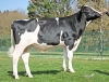 DOSE TAUREAU ROKER - NFR5625554347 - 6698162