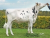 DOSE TAUREAU SPIELBERG - NFR5625947814 - 6698804