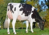 DOSE TAUREAU SPIELBERG - NFR5625947814 - 6698804