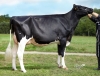 DOSE TAUREAU SPIELBERG - NFR5625947814 - 6698804