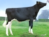 DOSE TAUREAU MAKIAVEL - NFR5626970056 - 6691322