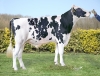 DOSE TAUREAU TEACUP P - NFR5626970877 - 66A1595