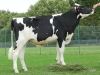 DOSE TAUREAU ISSOUDUN - NFR5628132657 - 6685295