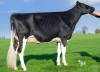 DOSE TAUREAU ISSOUDUN - NFR5628132657 - 6685295