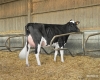 DOSE TAUREAU ISSOUDUN - NFR5628132657 - 6685295